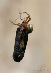 Araneus workmani