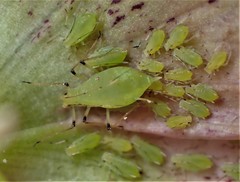 Macrosiphum hellebori