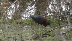 Plegadis falcinellus