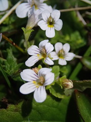 Euphrasia cheesemanii