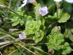 Euphrasia cheesemanii