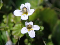 Euphrasia cheesemanii