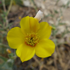 Mentzelia gracilenta