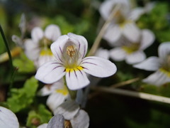 Euphrasia cheesemanii