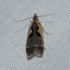 Dichomeris setosella