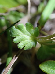 Euphrasia cheesemanii