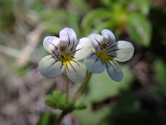 Euphrasia cheesemanii