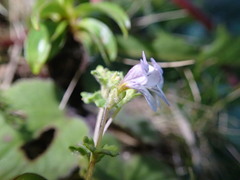 Euphrasia cheesemanii