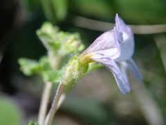 Euphrasia cheesemanii