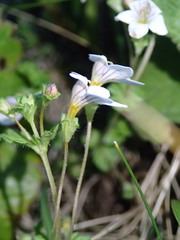 Euphrasia cheesemanii