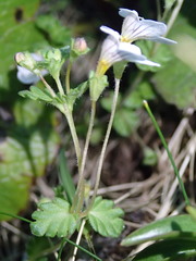 Euphrasia cheesemanii