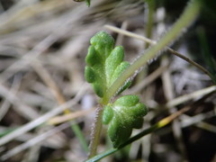 Euphrasia cheesemanii