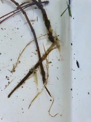 Paratya curvirostris