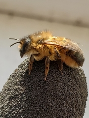 Osmia taurus