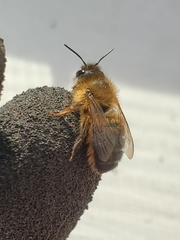 Osmia taurus