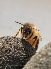 Osmia taurus