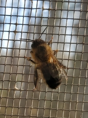 Osmia taurus