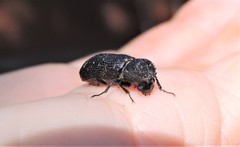 Bostrychopsis jesuita