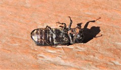 Bostrychopsis jesuita