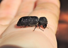 Bostrychopsis jesuita