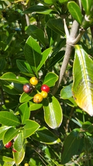 Psychotria isalensis image