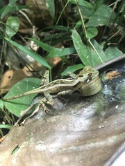 Enyalius