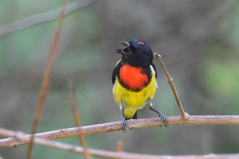 Scarlet-breasted Flowerpecker (Prionochilus thoracicus) photo