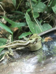 Enyalius