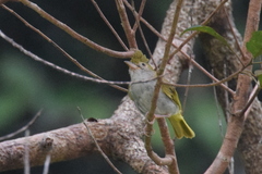 Erpornis zantholeuca