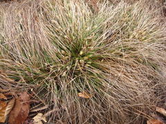 Carex