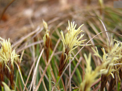 Carex