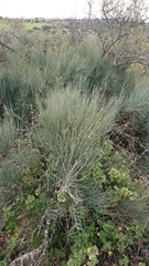 Ephedra fragilis