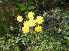 Crepis vesicaria