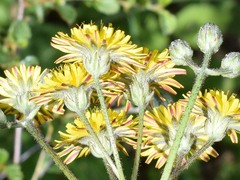 Crepis vesicaria