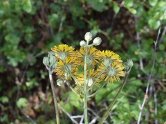 Crepis vesicaria