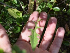 Crepis vesicaria