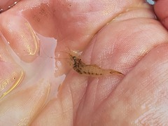 Paratya curvirostris