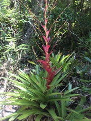 Vriesea philippocoburgi