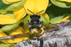 Megachile petulans