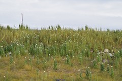 Papaver somniferum