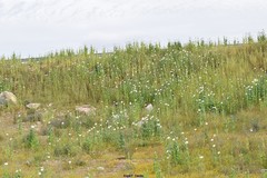 Papaver somniferum