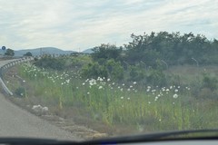 Papaver somniferum