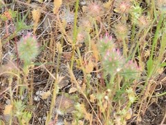 Trifolium angustifolium