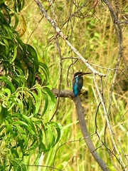 Alcedo atthis bengalensis
