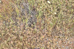 Trifolium angustifolium