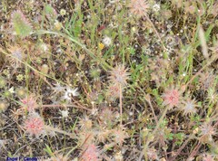 Trifolium angustifolium