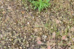 Trifolium angustifolium