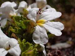 Euphrasia petriei