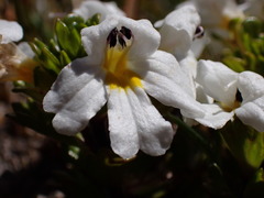 Euphrasia petriei
