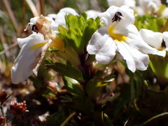 Euphrasia petriei